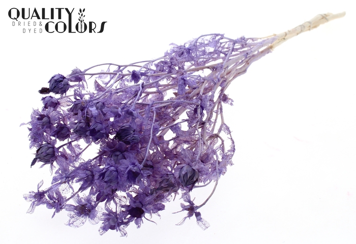 <h4>Carthamus per bunch Intense Frosted Milka</h4>