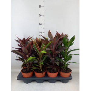 Cordyline   ...mix