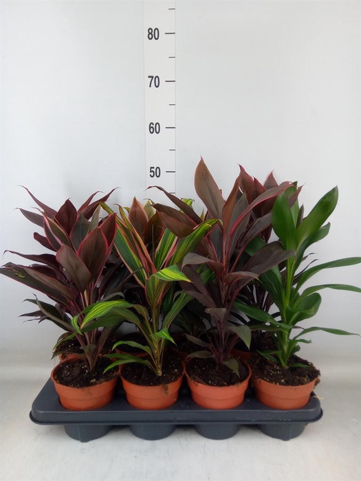 <h4>Cordyline   ...mix</h4>