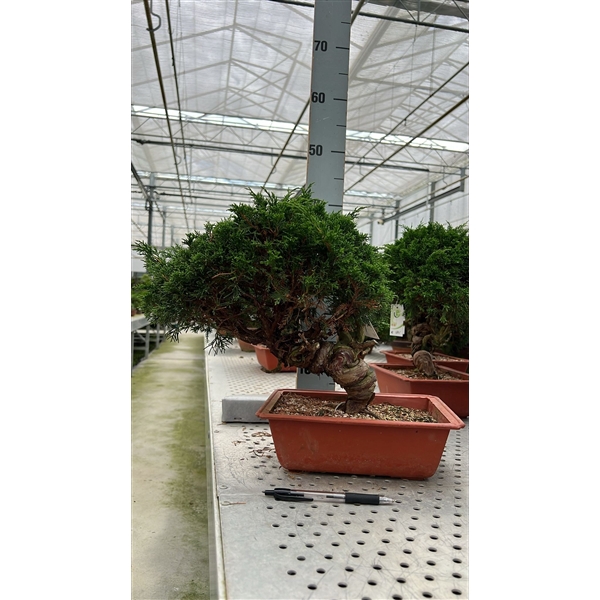 <h4>Juniperus chinensis, 25cm., twisted trunk, in trainingspot</h4>