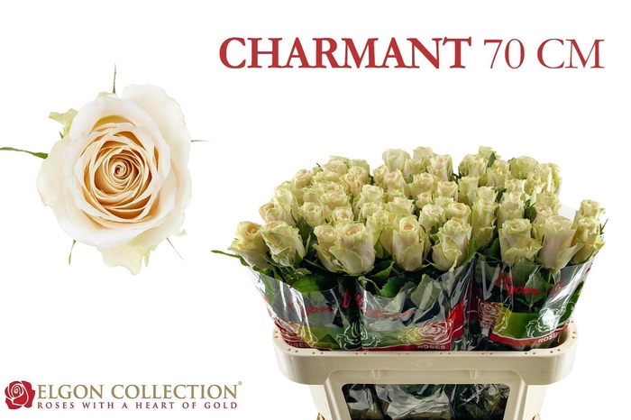 <h4>R GR CHARMANT</h4>