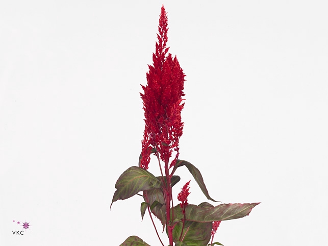 Celosia Sunday Red