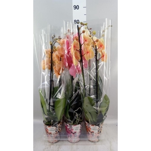 Phalaenopsis   ...