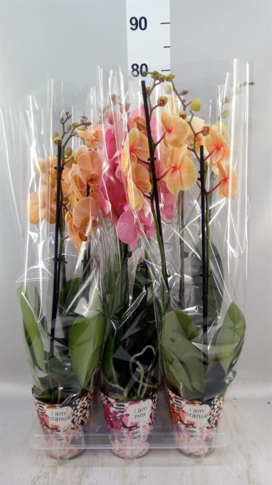 <h4>Phalaenopsis   ...</h4>