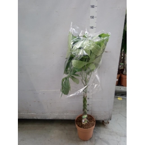 Pachira aquatica