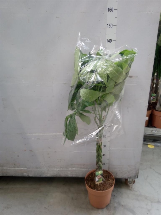 <h4>Pachira aquatica</h4>