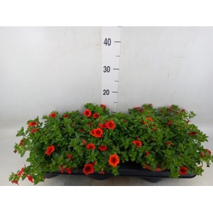 Calibrachoa  'Minifam Orange'