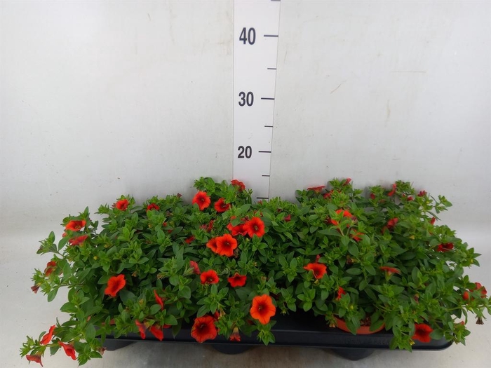 <h4>Calibrachoa  'Minifam Orange'</h4>