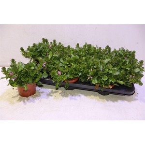 arr8 Scaev Sur Pink Blue