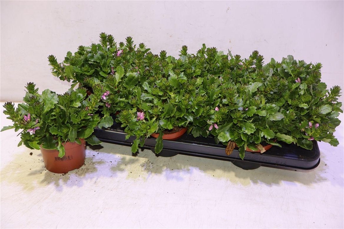 <h4>arr8 Scaev Sur Pink Blue</h4>