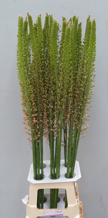 <h4>EREMURUS ROMANCE</h4>