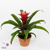 .Guzmania hope