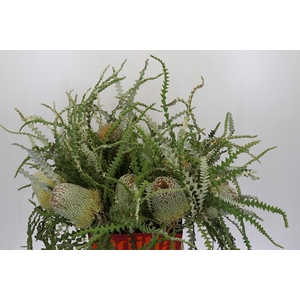 Banksia Speciosa