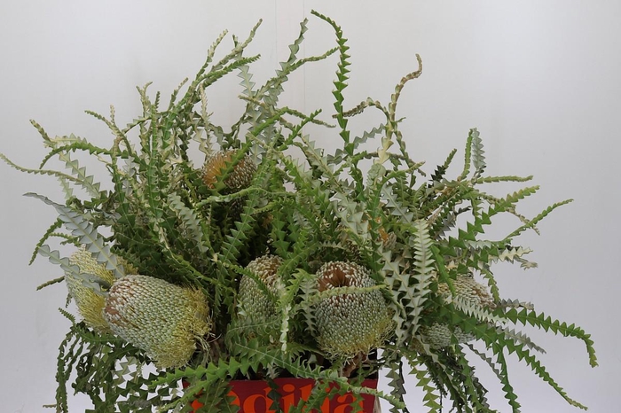 <h4>Banksia Speciosa</h4>