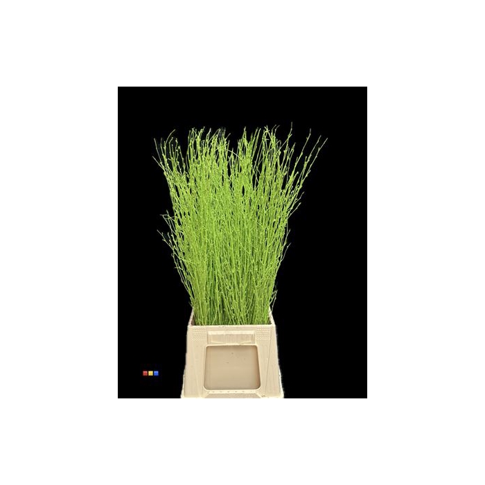 <h4>Betula / Berkentak Green</h4>