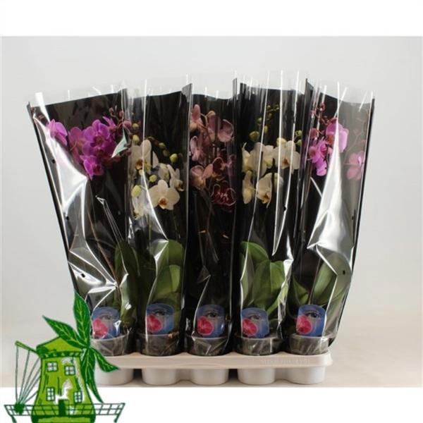 <h4>3 tak Phalaenopsis MIX, 18+ Knop, 60CM, Zwarte hoes</h4>