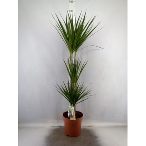 Dracaena marg.