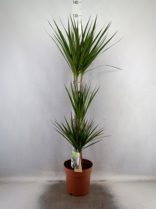 <h4>Dracaena marg.</h4>