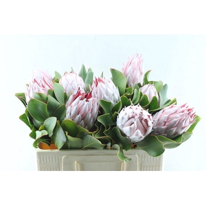Protea Cynaroides