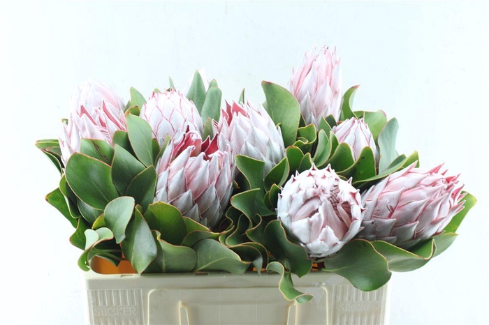 <h4>Protea Cynaroides</h4>