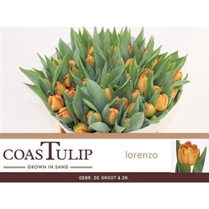 Tu [coas] Du Lorenzo