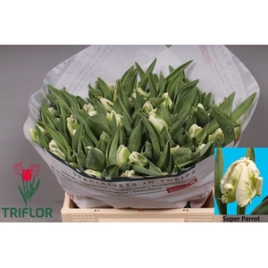 Tulipa pa super parrot