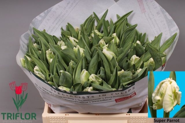 <h4>Tulipa pa super parrot</h4>
