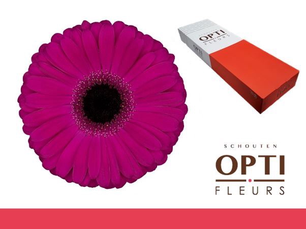 <h4>Gerbera Aladin</h4>