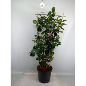 Camellia japonica