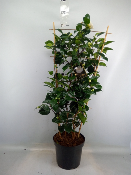 <h4>Camellia japonica</h4>