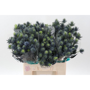 Eryn Supernova Qstar 60cm