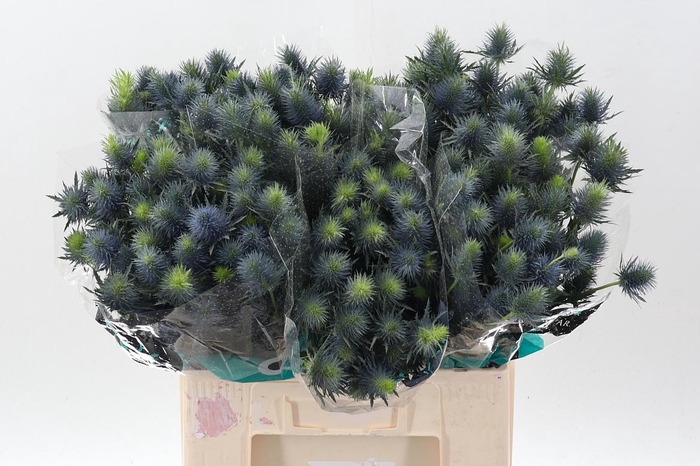 <h4>Eryn Supernova Qstar 60cm</h4>