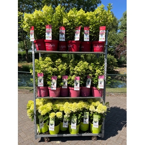 Hydrangea pan.