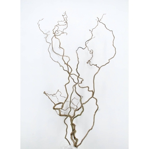 CORYLUS AV CONTORTA 2 JARIG