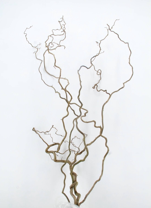 <h4>CORYLUS AV CONTORTA 2 JARIG</h4>