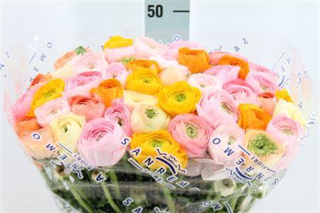 <h4>Ranunculus Cl Easter Mix Extra X50</h4>