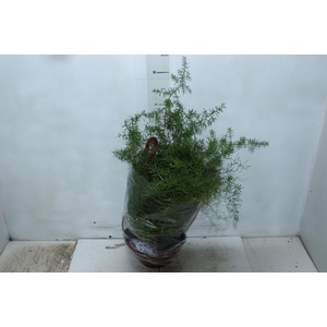 ASPARGO ALFINETE C21