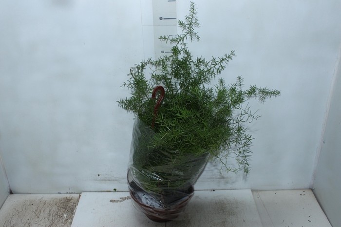 <h4>ASPARGO ALFINETE C21</h4>