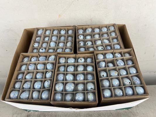 Egg Quail L.blue Box(60pcs)