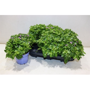 Exacum Blue Star