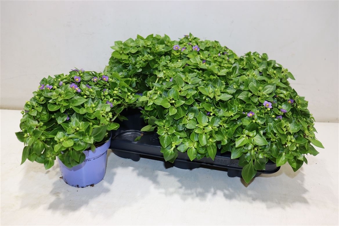 <h4>Exacum Blue Star</h4>