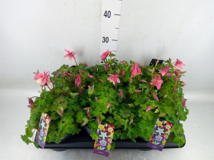 <h4>Aquilegia caerulea</h4>