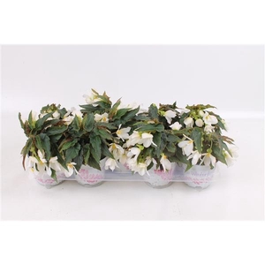 Begonia boliviensis Bovilia White