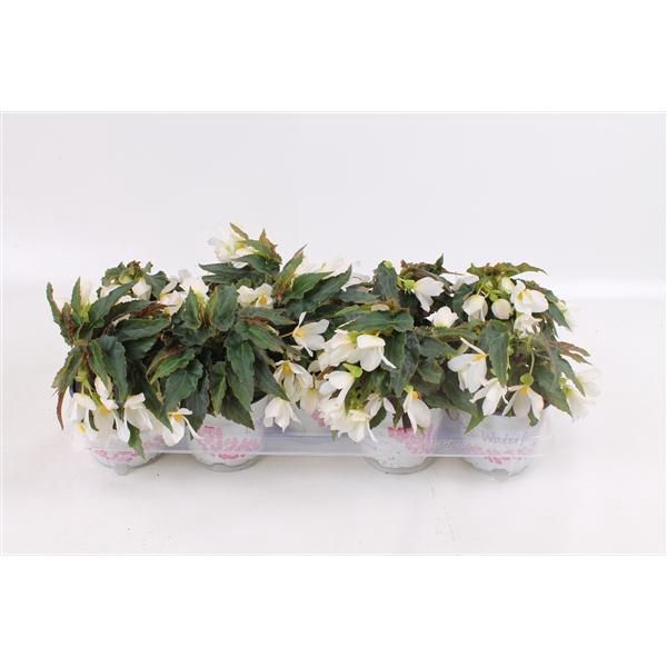 <h4>Begonia boliviensis Bovilia White</h4>