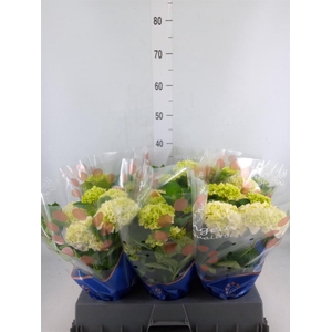 Hydrangea mac. 'Hi White Sun'