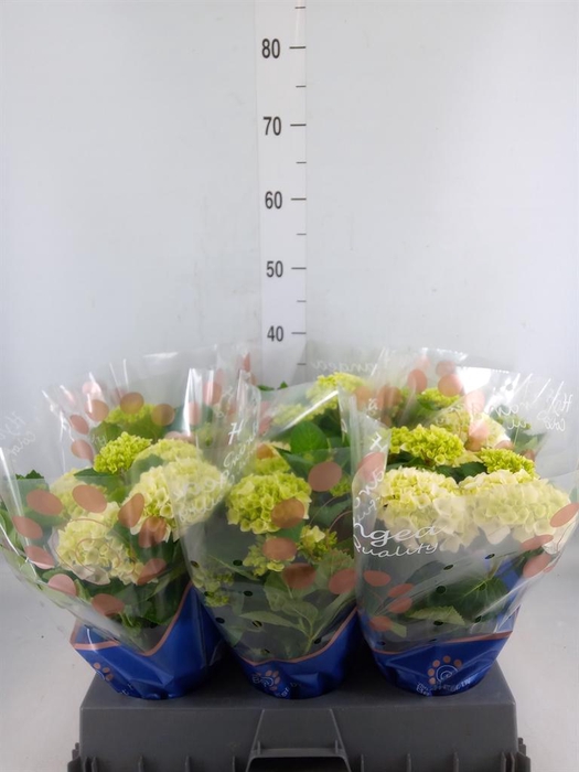 <h4>Hydrangea mac. 'Hi White Sun'</h4>