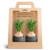 2-Pack Raw Black, Beaucarnea P10