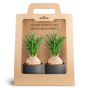 2-Pack Raw Black, Beaucarnea