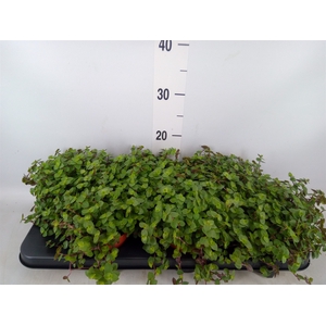 Callisia repens