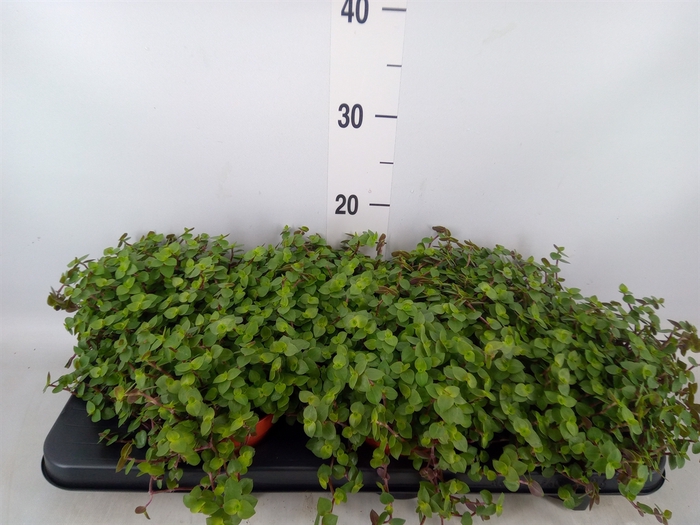 <h4>Callisia repens</h4>